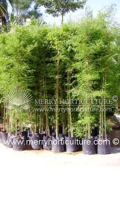 Phylostachys siamemsis thai (3m)